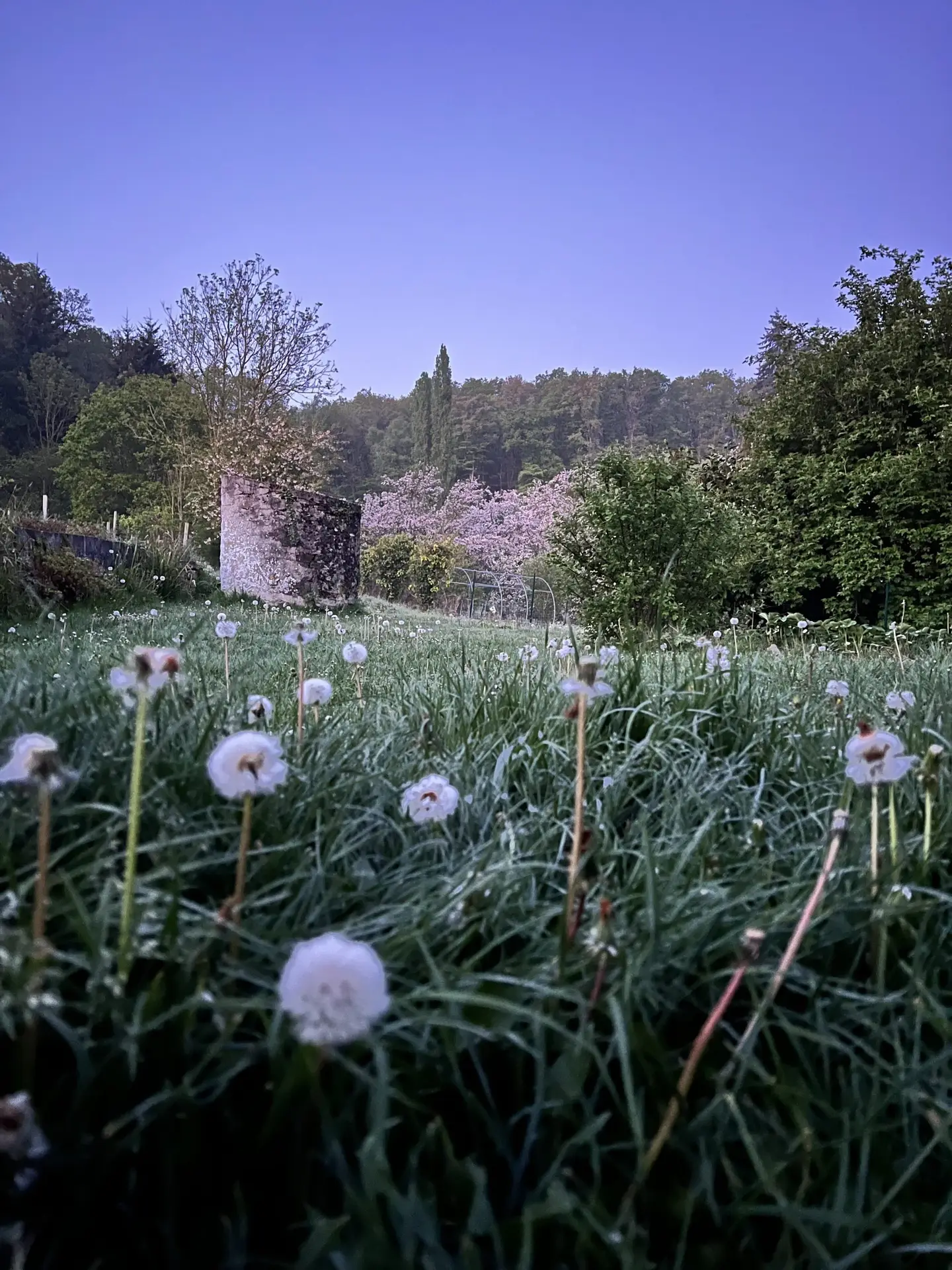 nous-vue-foret-1